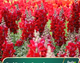 Red Rocket Snapdragons Seeds – Bold Red Blooms , Summer Flower – Friendly - Open - Pollinating -Plant in early Spring – 30 SEEDS - new4 - 18