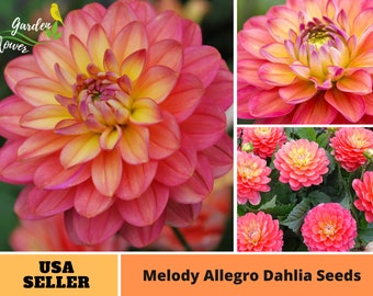 Melody Allegro Dahlia Seeds - Perennial -Authentic Seeds-Flowers -Organic. Non GMO -Vegetable Seeds-Mix Seeds for Plant-B3G1#D074.