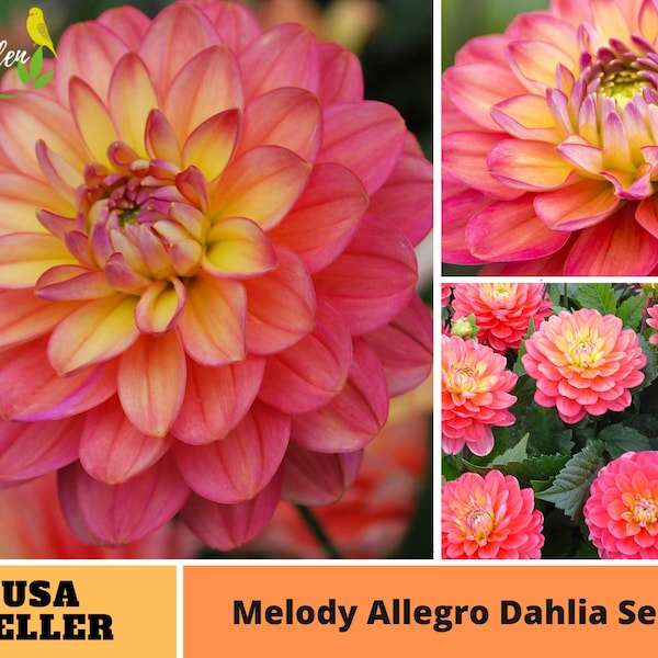 Melody Allegro Dahlia Seeds - Perennial -Authentic Seeds-Flowers -Organic. Non GMO -Vegetable Seeds-Mix Seeds for Plant-B3G1#D074.