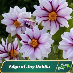 Pink White Edge of Joy Dahlia Flower Seeds - Perennial - Flowering - Fast Growing - Easy To Grow - Planting In Spring - Shrub -   #D087