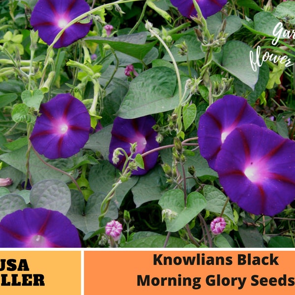 30+ Seeds| Knowlians Black Morning Glory Seeds-Perennial -Authentic Seeds-Flowers -Organic. Non GMO -Seeds-Mix Seeds for Plant-B3G1#F018