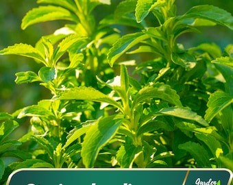 50s - Stevia rebaudiana Seeds - Herb Seeds - Sweetleaf - Sugarleaf - Evergreen - Perennial Seeds - Blooms in Summer – Early Fall #New 5-16