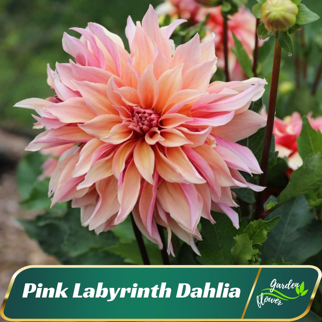 Jardines más inteligentes by News \u0026 Review - Issuu, image size:1080x1080