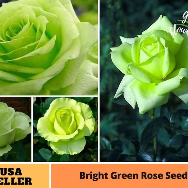 25+ Rare Seed| Bright Green Rose Seeds -Perennial -Authentic Seeds-Flowers -Organic. Non GMO -Vegetable Seeds-Mix Seeds for Plant-B3G1#A076.