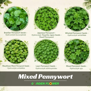 May include: A collection of six circular images displaying various green pennywort plants labeled as Brazilian, Japanese, Whorled, Manyflower Marsh, Lawn, and Mixed Pennywort seeds with their scientific names, titled Mixed Pennywort Garden Flower.