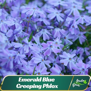May include: Close-up of Emerald Blue Creeping Phlox flowers. The flowers are a soft blue-purple with yellow centers. The image includes the text "Emerald Blue Creeping Phlox" on a green banner.