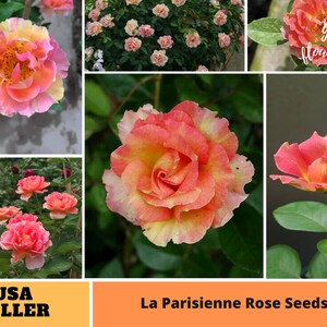 25+ Rare Seeds| La Parisienne Rose  Rose Seeds  | Seeds, Fruit Seeds, Flowers, No GMO, Easy to Plan, No GMO,B3G1 #1169