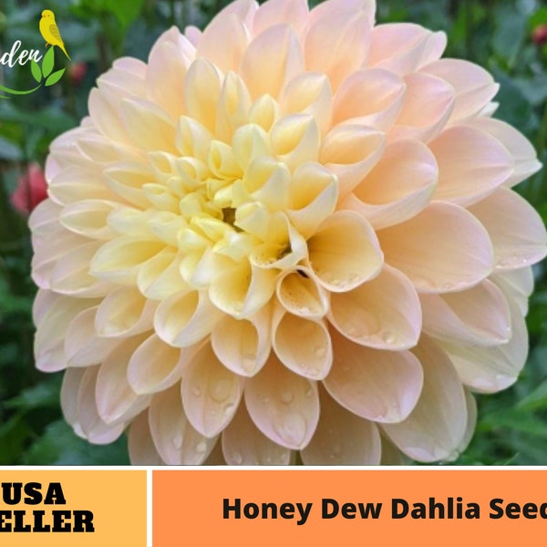 Orange Honey Dew Dahlia Perennial Flower Seeds -Authentic Seeds-Flowers -Organic -Vegetable Seeds-Mix Seeds for Plant-B3G1#D052.