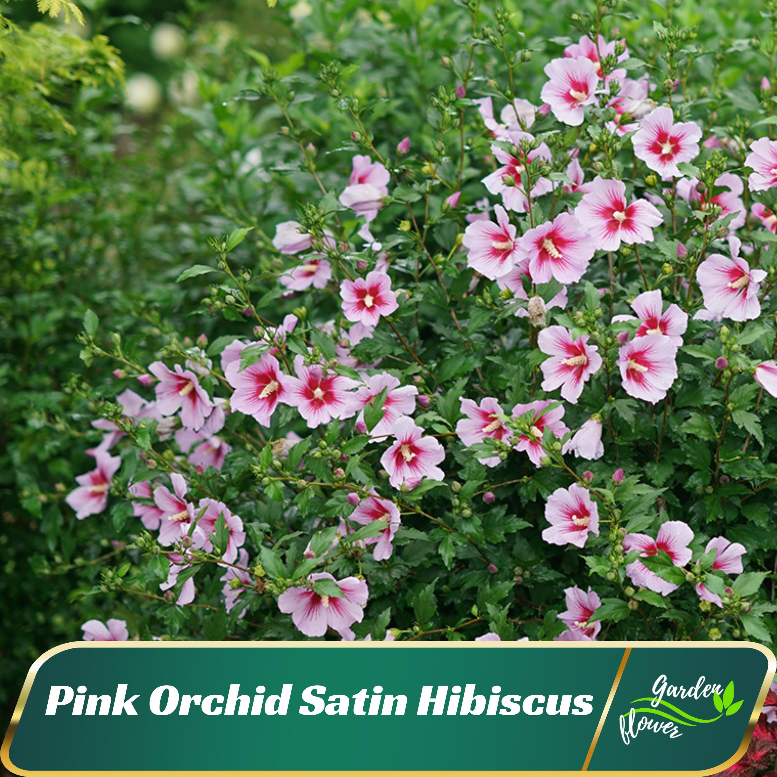 Pink Orchid Satin Hibiscus Seeds - Perennial - Authentic Seeds - Fast Growing - Self-Pollinating - Planting In Spring/Fall - B5G1 #6016