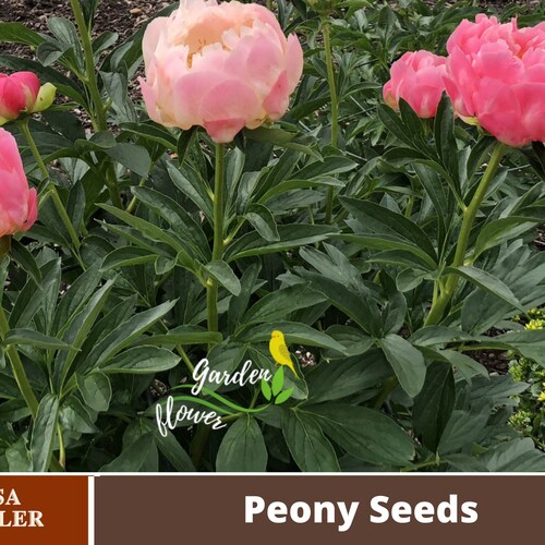 10 Rare Seeds Black Beauty Peony Seeds B032 BUY 3 GET 1 Etsy