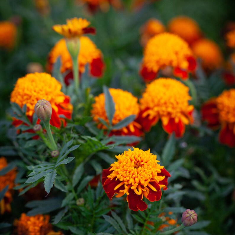 May include: Close-up of vibrant marigold flowers in full bloom. The flowers have bright yellow, ruffled petals with deep red edges. Green leaves and stems provide a contrasting backdrop. The image captures the beauty of nature.