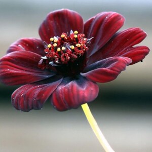 May include: A deep dark red cosmos flower with velvety petals and a prominent central disk featuring small yellow-tipped stamens. The flower is attached to a thin, light-colored stem, showcasing a rich, saturated color palette and delicate texture.