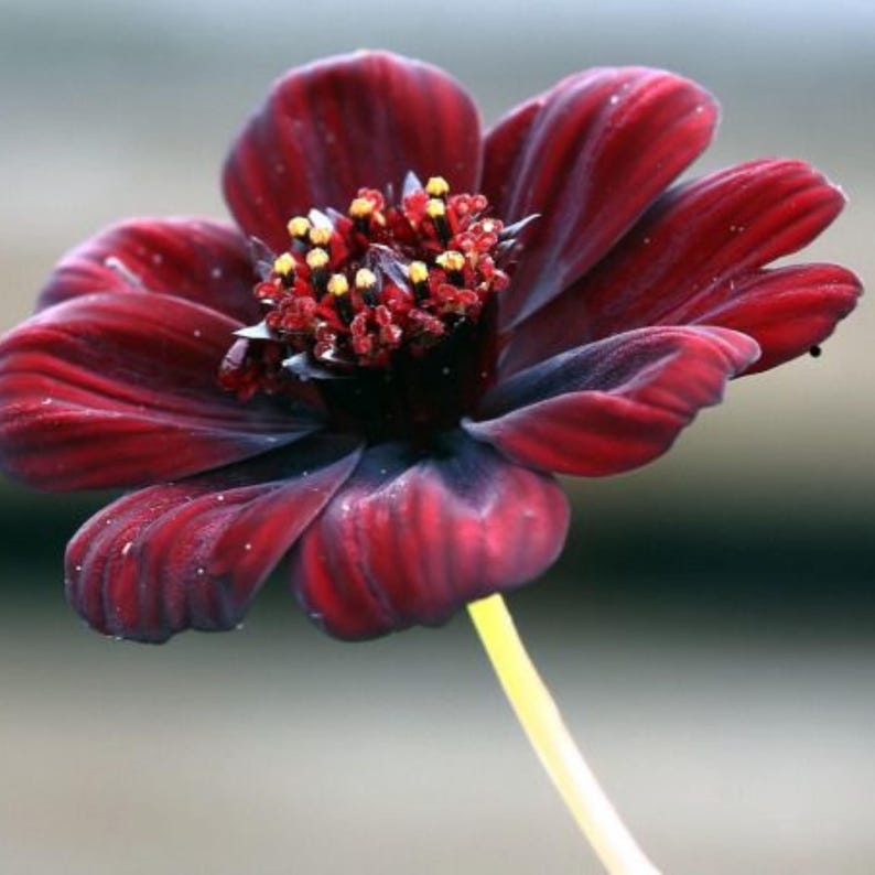 May include: A deep dark red cosmos flower with velvety petals and a prominent central disk featuring small yellow-tipped stamens. The flower is attached to a thin, light-colored stem, showcasing a rich, saturated color palette and delicate texture.