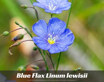 Linum Seeds - Blue Flax  - Authentic Seeds ~ GMO Free ~ Seeds~Flower seeds~Herbs