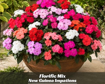 New Guinea Impatiens Florific Mix Seeds - Impatiens hawkeri - Colorful Long Blooming Shade Garden Flower  #9439