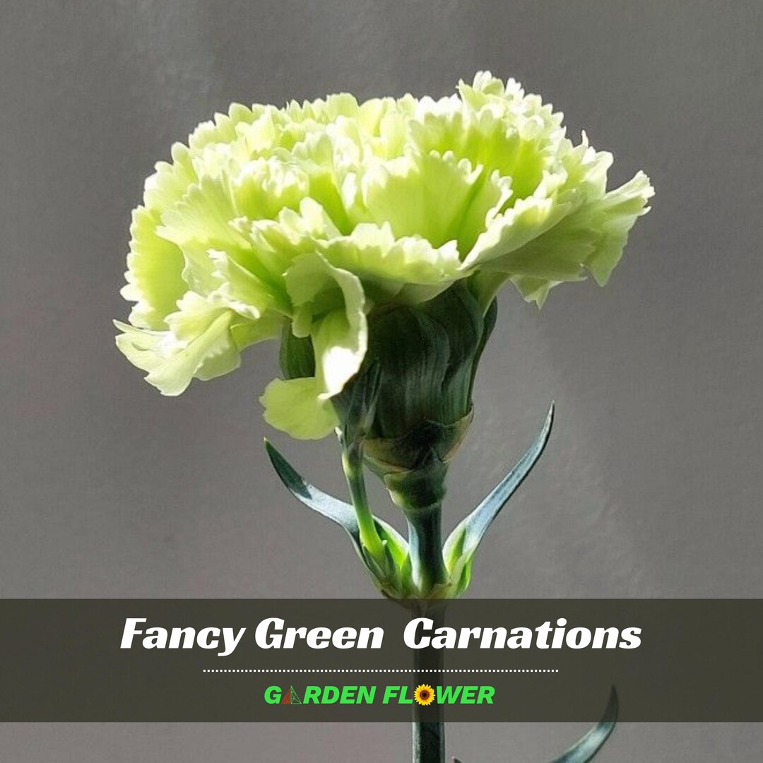 Fancy Green Carnations - Dianthus - Authentic Seeds - Cold Resistant ...