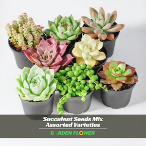 May include: A collection of seven diverse succulents in black plastic pots, including a string of pearls, rosette-shaped varieties in shades of green, pink, and yellow, and a stacked plant. Text reads: Succulent Seeds Mix Assorted Varieties GARDEN FLOWER.