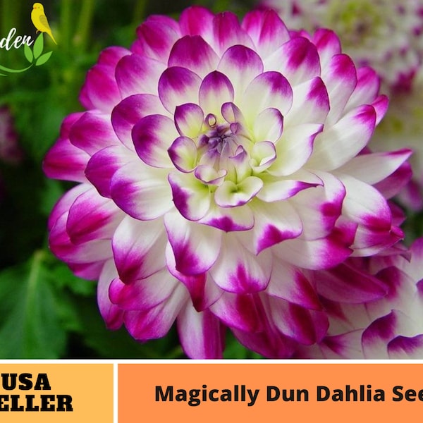 Purple White Dahlia Seeds -Perennial -Authentic Seeds-Flowers -Organic. Non GMO -Vegetable Seeds-Mix Seeds for Plant-B3G1#D064.