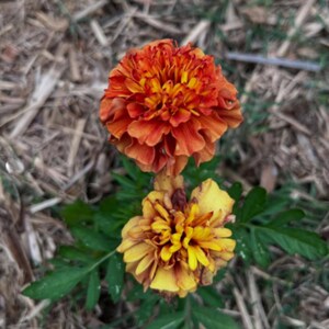 May include: Two marigold flowers in full bloom. The top flower is a vibrant orange with yellow highlights, while the bottom flower is yellow with brown accents. Green leaves surround the flowers, set against a background of dry grass.