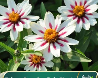 Zinnia marylandica Zahara Rose Starlight - Authentic Seeds ~ GMO Free ~ Seeds~Flower seeds~Herbs   #8215