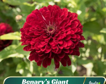 Zinnia ‘Benary’s Giant Deep Red’ - Zinnia elegans - Authentic Seeds ~ GMO Free ~ Seeds~Flower seeds~Herbs   #8235