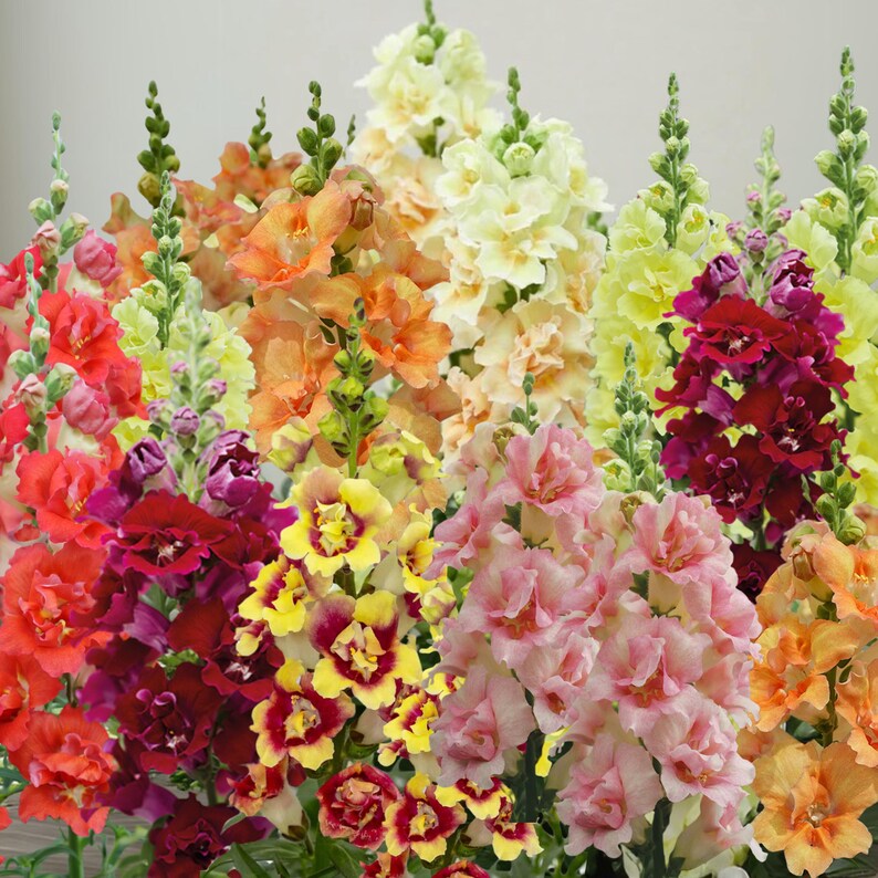 GardenFlowerSeed DoubleShot Snapdragon Mix - Thumbnail 3