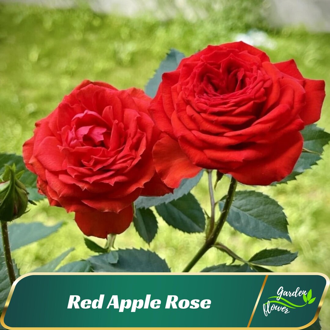 30+ Rare Seeds| Red Apple Rose Seeds - Perennial - Authentic Seeds ...