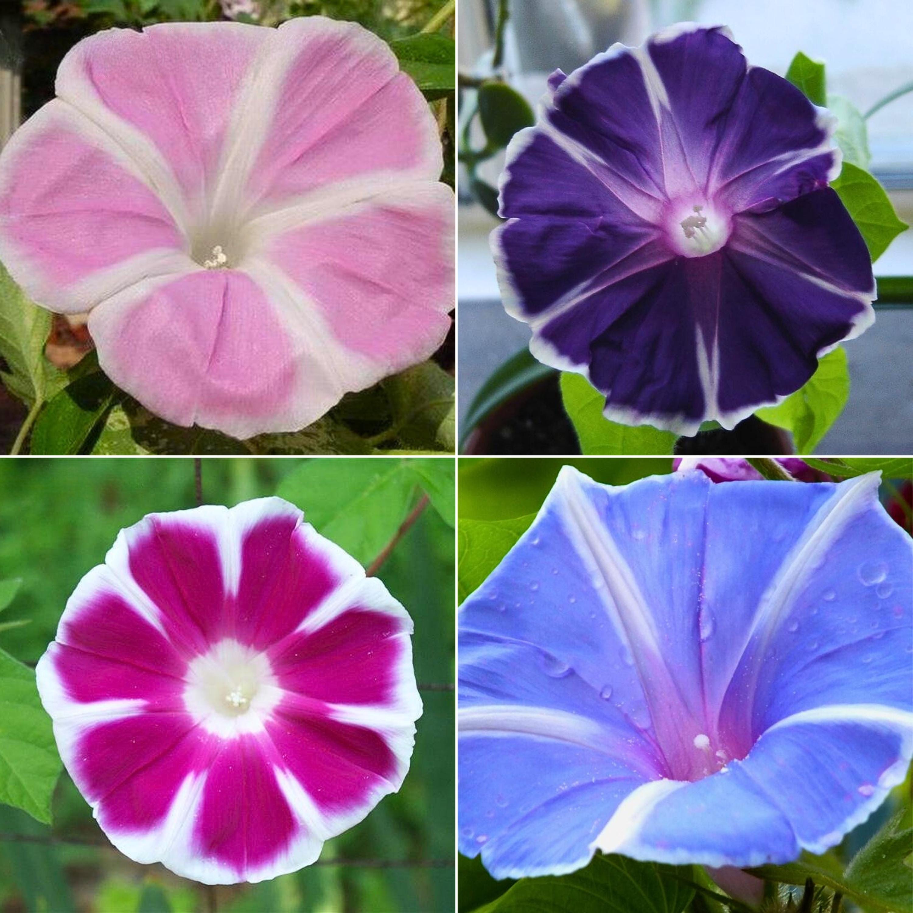 Mt. Fuji Mix Japanese Morning Glory - Vine Seeds - Authentic Seeds