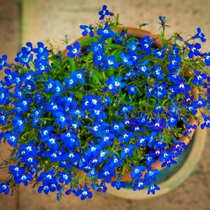 以下が含まれることがあります： 白い中心を持つ青いロベリアの花の鉢植え。花は満開で、密度が高くカラフルなディスプレイを作り出しています。鉢は明るい茶色で、植物は緑の葉に囲まれています。