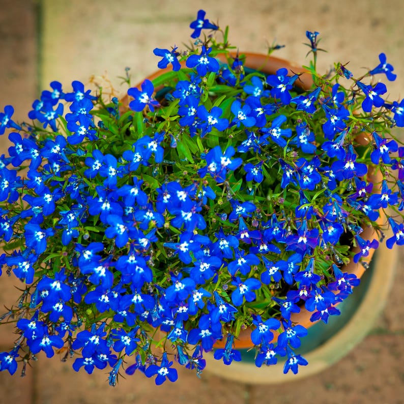 以下が含まれることがあります： 白い中心を持つ青いロベリアの花の鉢植え。花は満開で、密度が高くカラフルなディスプレイを作り出しています。鉢は明るい茶色で、植物は緑の葉に囲まれています。