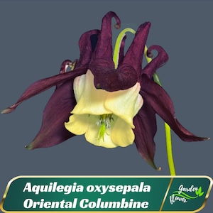Aquilegia oxysepala Oriental Columbine Seeds - Cold Resistant - Deciduous - Potted - Plant in Late Summer to Early Fall #130