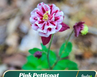 Pink Petticoat Columbine Seeds - Cold Resistant - Deciduous - Potted - Attracts pollinators -Plant in Late Summer to Early Fall #103