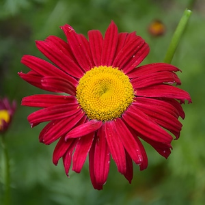 Robinson's Red Painted Daisy Seeds-Perennial Authentic Seeds-Flowers Organic. Non GMO Seeds-Mix Seeds for Plant-B3G1N010 image 4