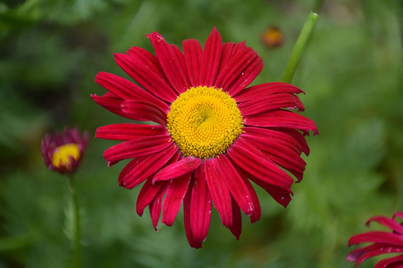 Robinson's Red Painted Daisy Seeds-Perennial Authentic Seeds-Flowers Organic. Non GMO Seeds-Mix Seeds for Plant-B3G1N010 image 4