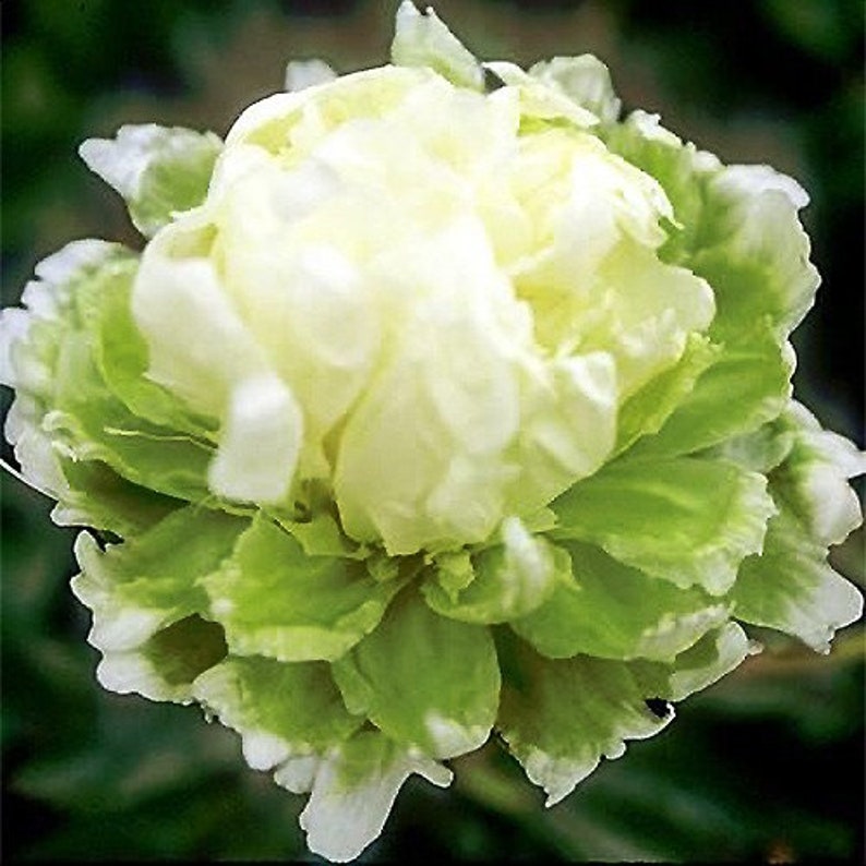 10+ Rare Seeds| Green Halo Peony Seeds - Perennial - Authentic Seeds ...