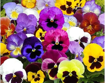 May include: A vibrant assortment of pansies in full bloom. The flowers display a variety of colors, including purple, yellow, white, and burgundy, with dark centers. The image showcases the pansies' intricate petal patterns and textures, creating a visually appealing floral arrangement.