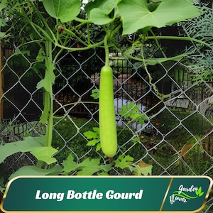 May include: A long, light green bottle gourd hanging from a vine, with large green leaves. The gourd is suspended in front of a chain-link fence. The text "Long Bottle Gourd" is displayed at the bottom of the image.