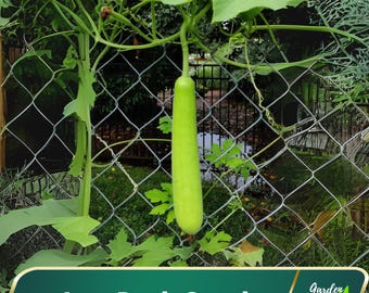 10s – Long Bottle Gourd Seeds – Easy Grow – Organic Vegetable Seeds – Summer Veg Seeds – Edible Climbing Vine – Lagenaria Siceraria #New 5-6