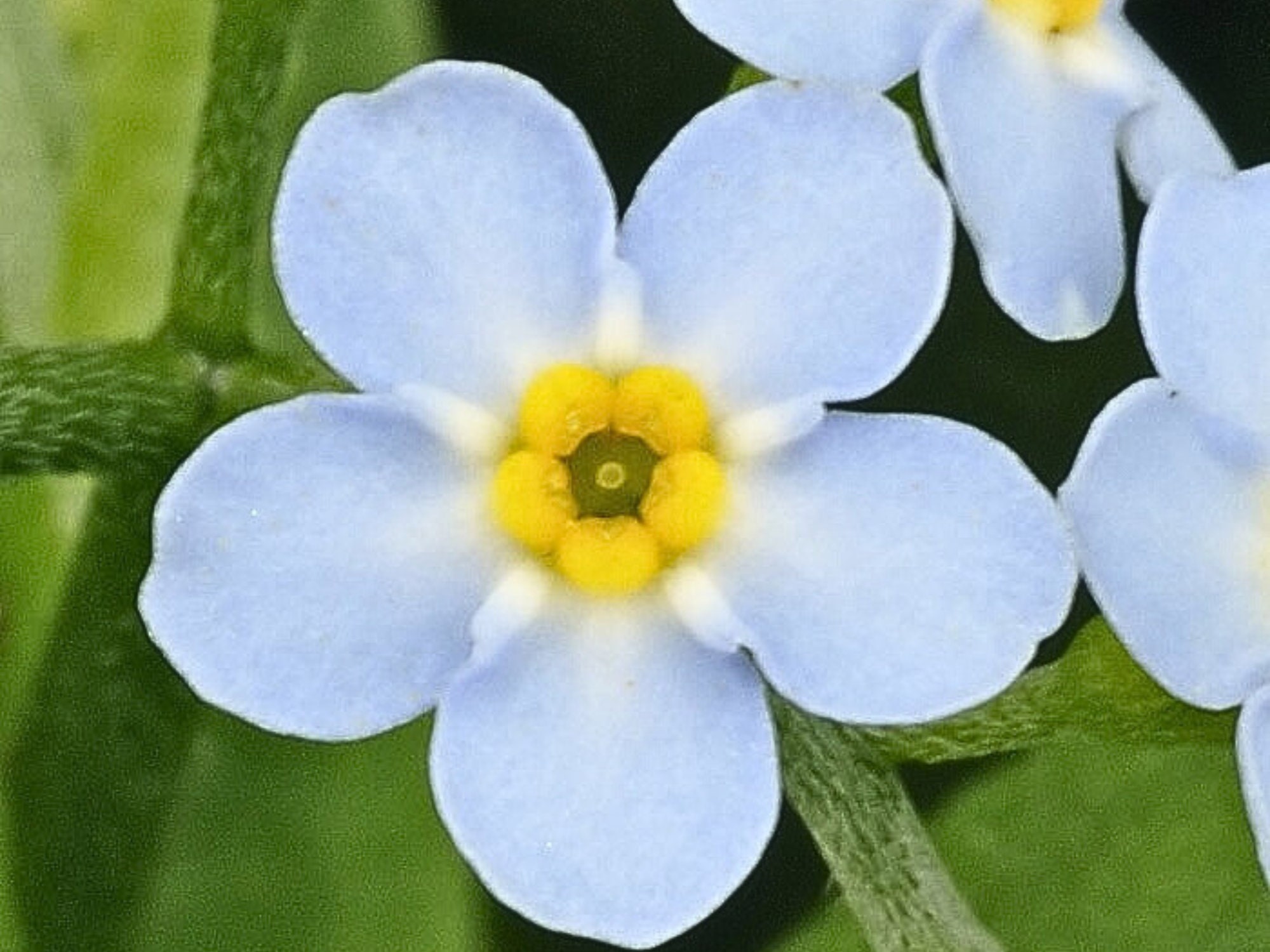 ARABIA エステリ ボタニカ\"Myosotis scorpioides\" ARABIA/アラビア Botanica/ボタニカ myosotis scorpioides