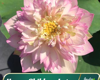 5 Happy Children Lotus Seeds - Indian Lotus (Nelumbo Nucifera) - Perennial - Edible - Cold Resistant - Planting In Late Spring-Summer #Q053