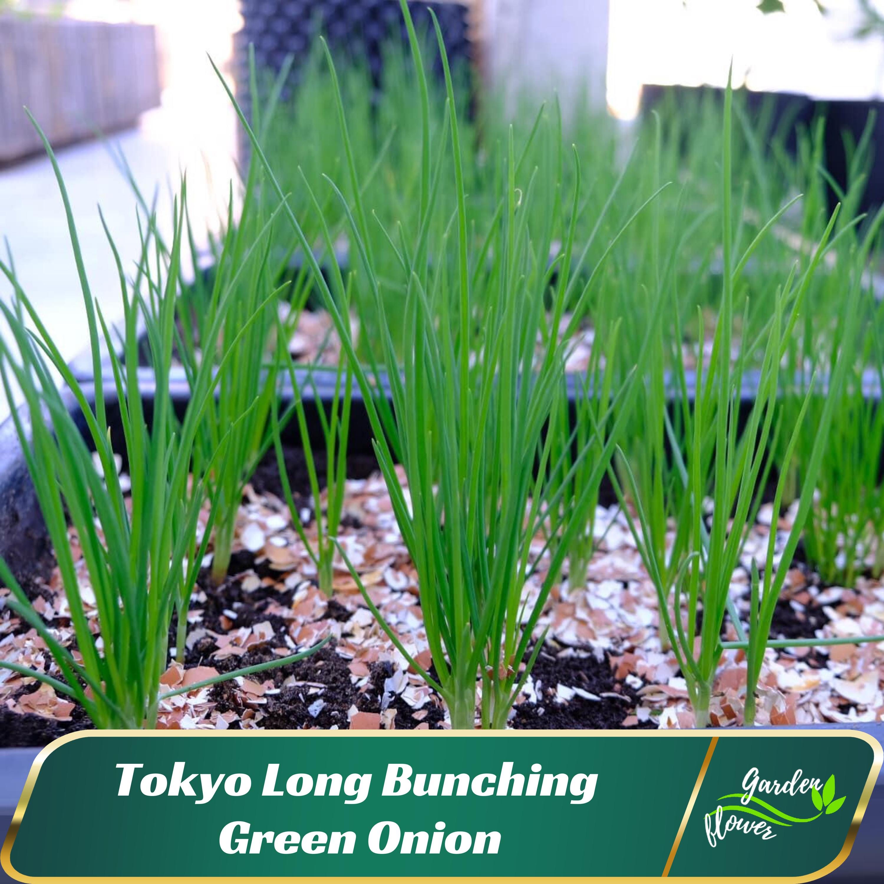 thumbnail image 2 of 600 Organic Non-GMO Tokyo Long Bunching Green Onion Seeds - By Seeds Of Tomorrow (with Bonus) 2 of 6