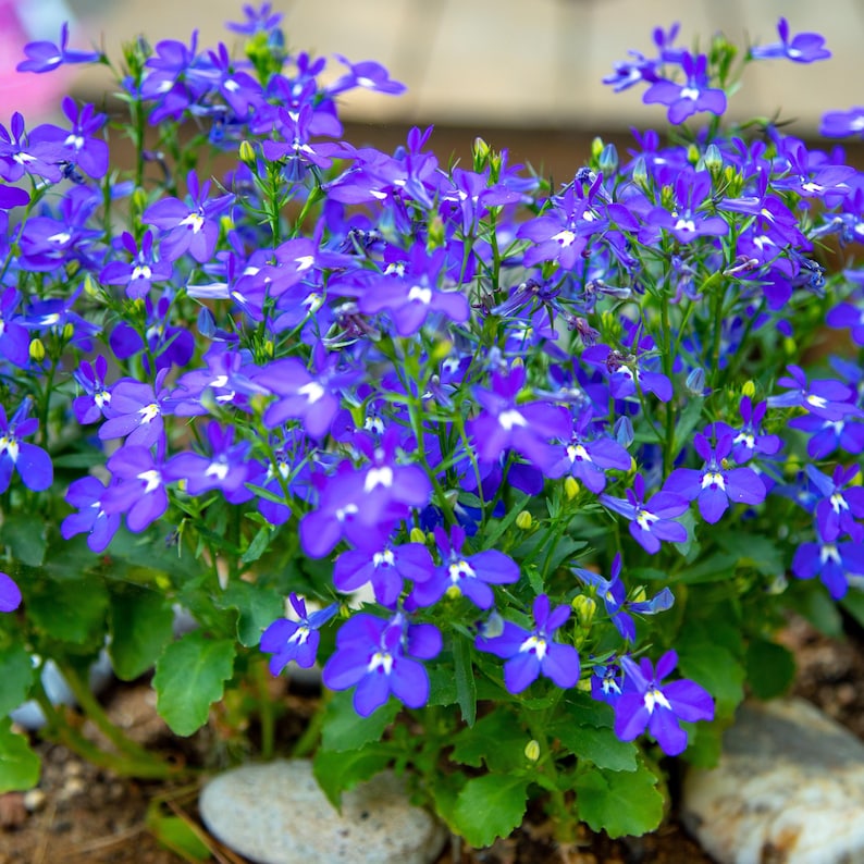 Regatta Midnight Blue Lobelia erinus Seeds – Seeds for Hanging Baskets - Friendly-Open-Plant in early Spring 画像 17