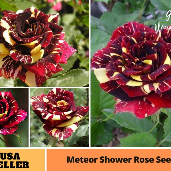 25+ Rare Seeds |Meteor Shower Rose Seeds-Perennial -Authentic Seeds-Flowers-Organic. Non GMO -Vegetable Seeds-Mix Seeds for Plant-B3G1#A074.