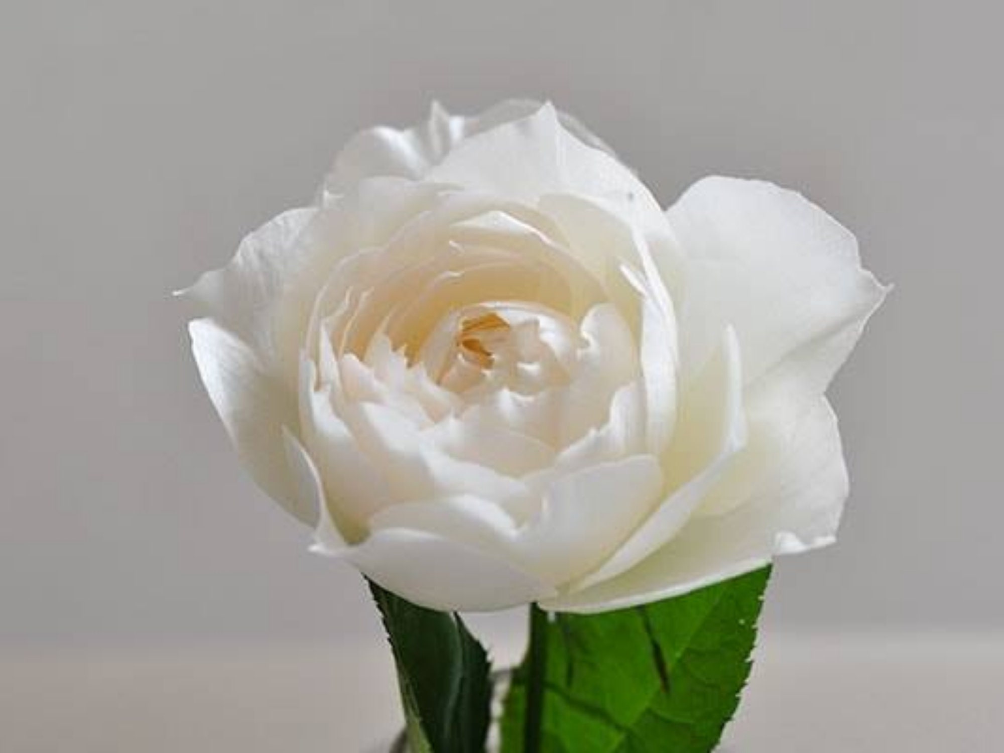 30 Shizuku Rose Seeds- Perennial - Authentic Seeds - Late Winter