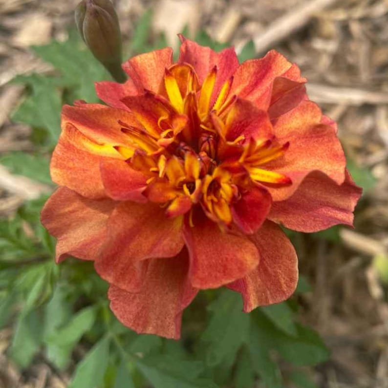 May include: Close-up of a vibrant marigold flower. The petals display a gradient of colors, transitioning from deep red to bright orange and yellow at the center. Green leaves and a bud are visible in the background.