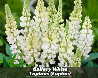 Gallery White Lupinus (Lupine) - Authentic Seeds ~ GMO Free ~ Seeds~Flower seeds~Herbs