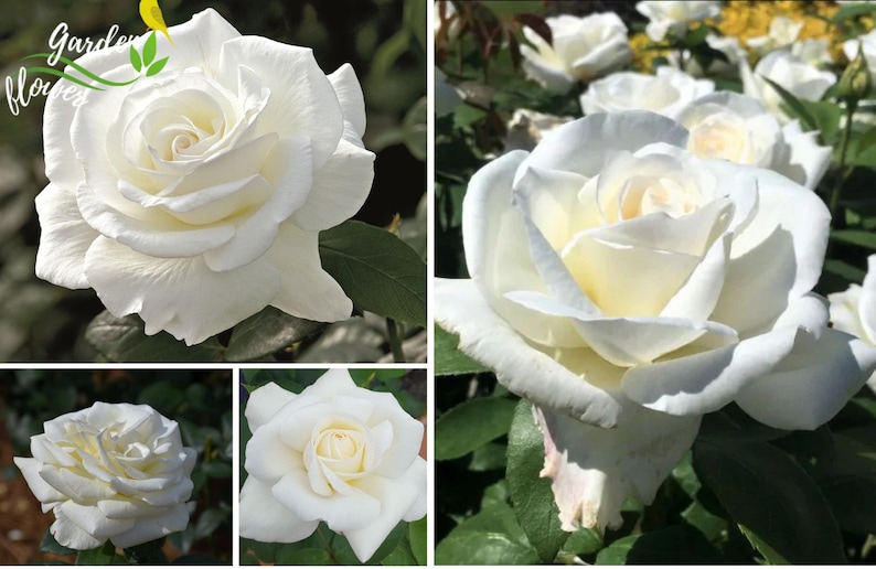 GardenFlowerSeed Sugar Moon Rose Seeds - Thumbnail 4