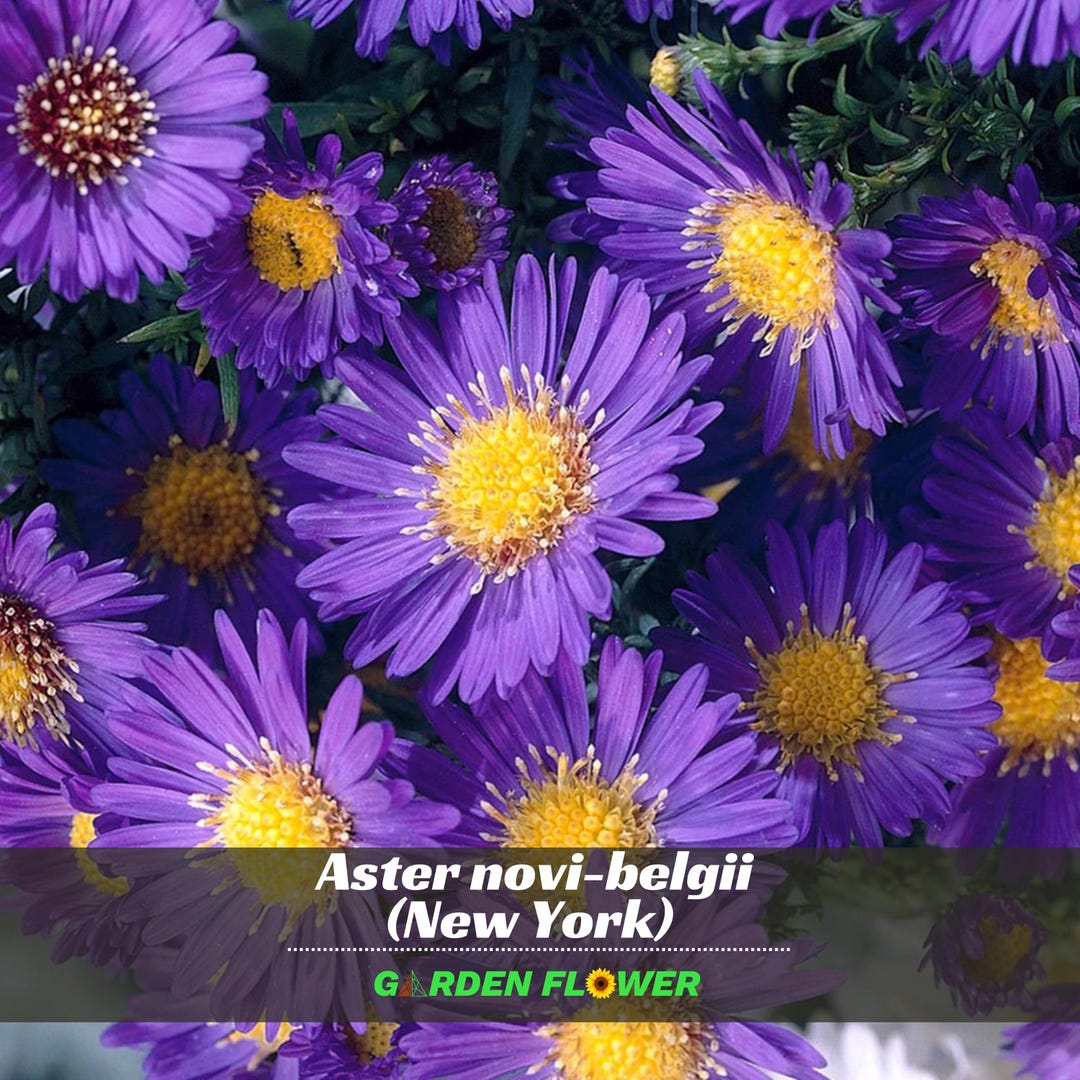 Aster Novi-belgii (new York Aster) - Cold Resistant - Open-pollinating ...