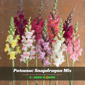May include: A vibrant display of Potomac Snapdragon Mix flowers in various colors, including yellow, white, pink, purple, and red. The image features multiple stems of snapdragons, with the text "Potomac Snapdragon Mix" and "GARDEN FLOWER" at the bottom.