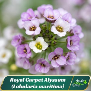 Royal Carpet Alyssum (Lobularia maritima) Seeds - Cold Resistant - Open-Pollinating - Drought Tolerant - Plant in Early Spring #306